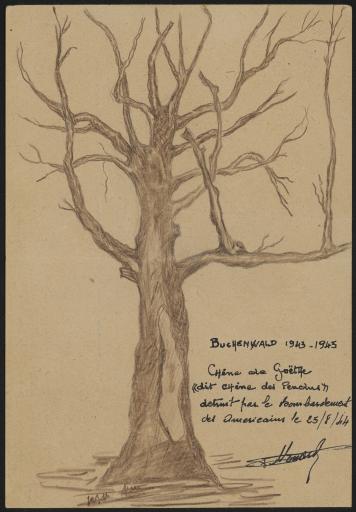 Le chêne de Goethe dit "chêne des pendus", dans le camp de concentration de Buchenwald (Weimar, Allemagne).
